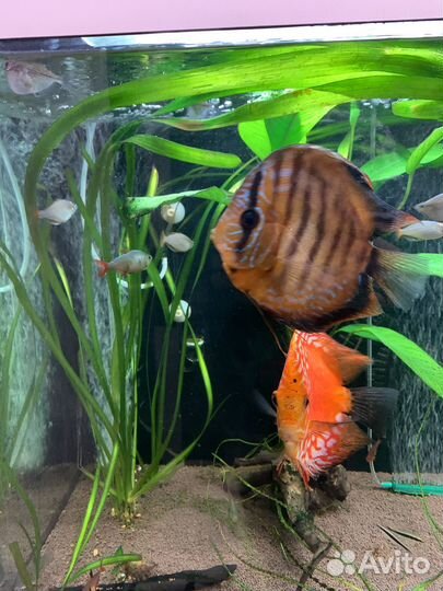 Аквариумные рыбки и растения