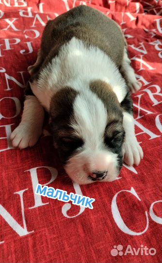 Щенки алабая