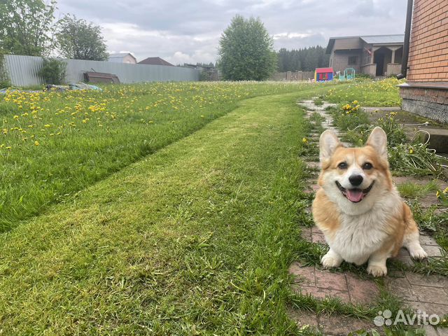 Покосить траву,покос травы,скосить траву в Наро-Фоминске | Услуги | Авито