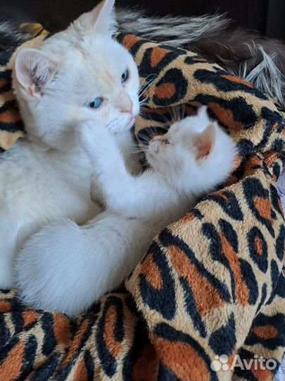 Котятки шотландцы