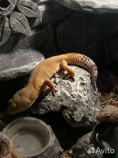 Эублефары с террариумами