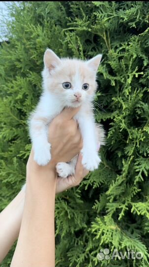 Котенок рыжий