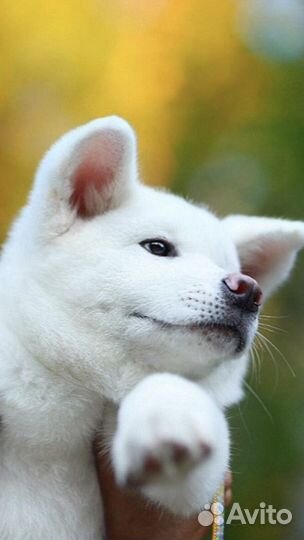 Вязка Акита ину