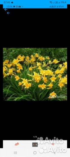 Лилейники сортовые