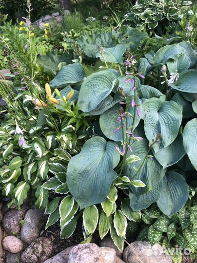 Хоста- 7 видов