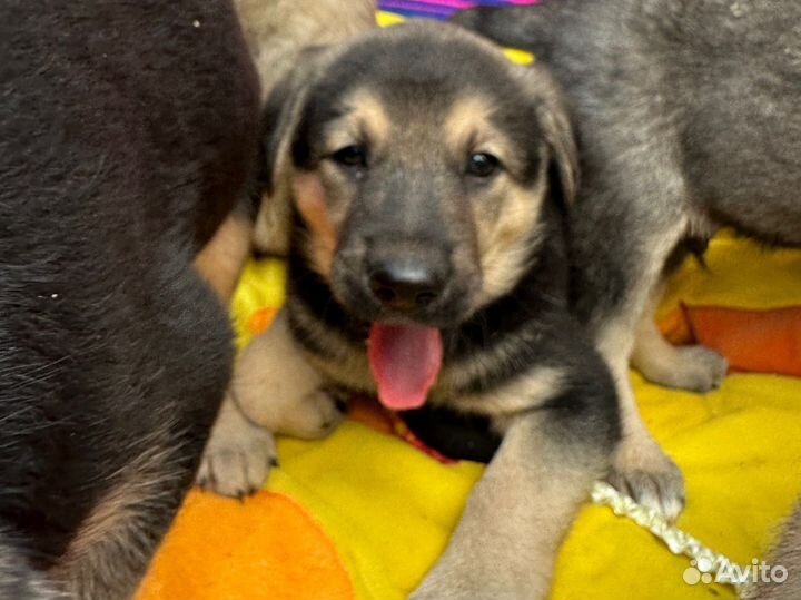 Щенки в дар маленькие подниматели настроения