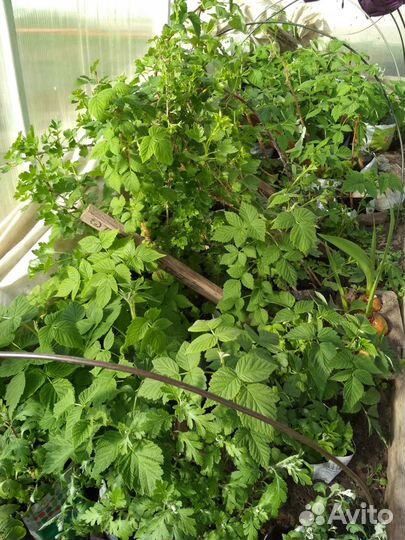 Саженцы малины