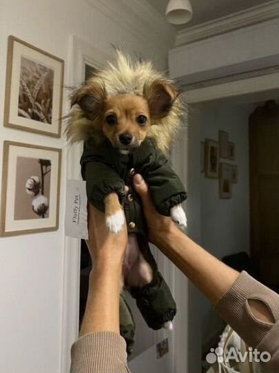 Комбинезон для собаки маленьких пород