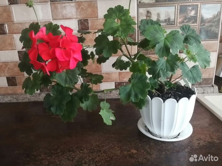 Пеларгония герань