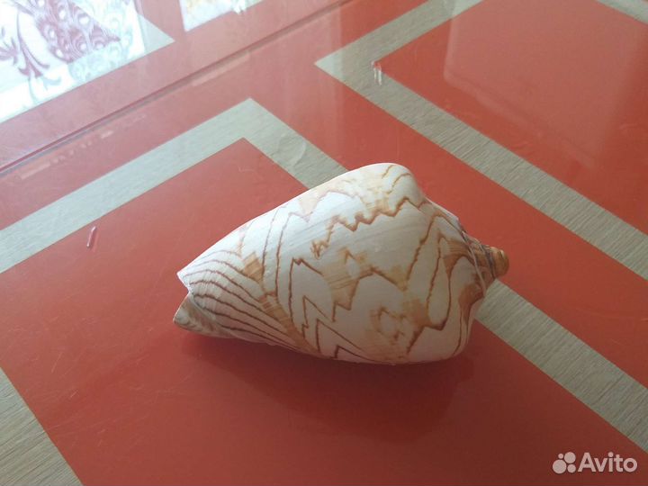 Большая ракушка