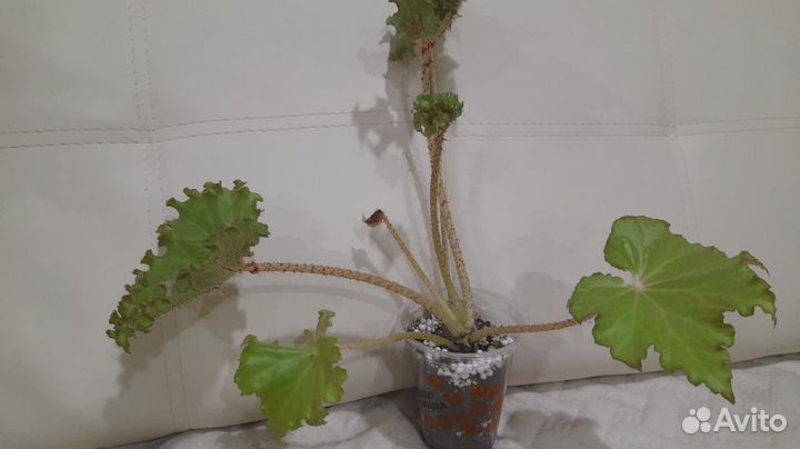 Бегония криспа