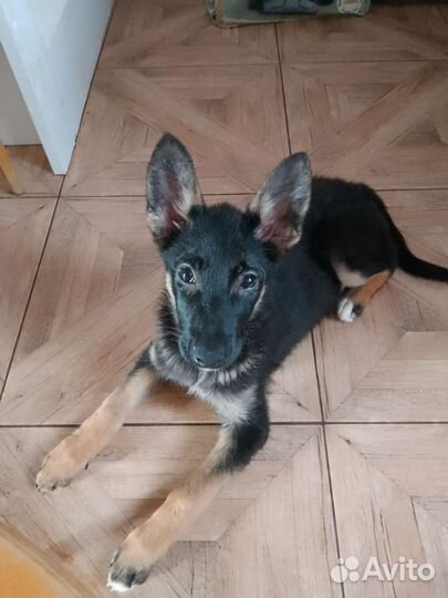 Восточноевропейская овчарка метис