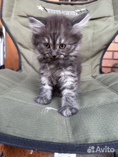 Котята бесплатно