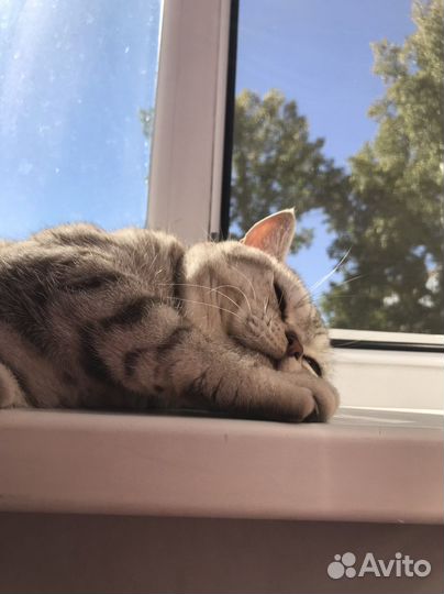 Британский кот вязка