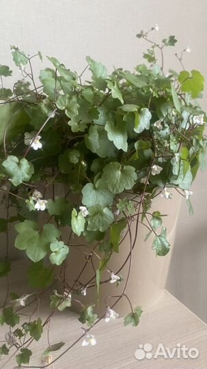 Цимбалярия ампельная