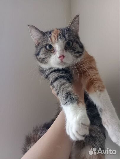 Кошка