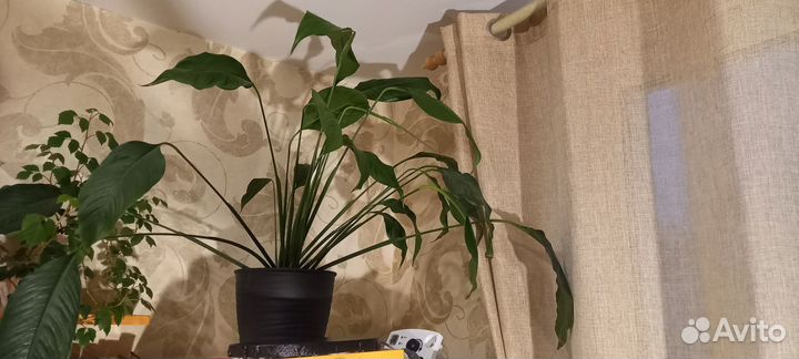 Спатифиллум женское счастье