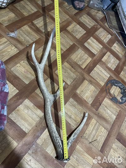Рога оленя
