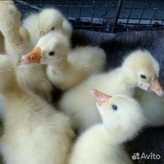 Гусята линда