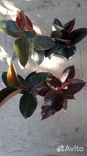 Фикус каучуконосный