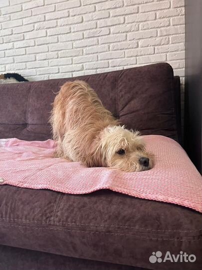 Собаки бесплатно