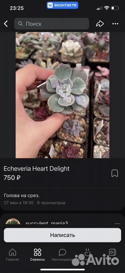 Суккуленты