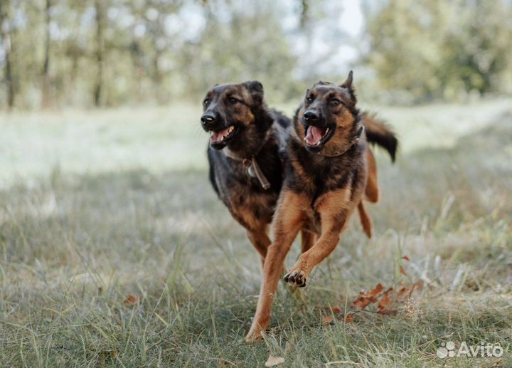 Метис малинуа ищет дом