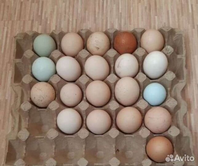 Инкубационное яйцо