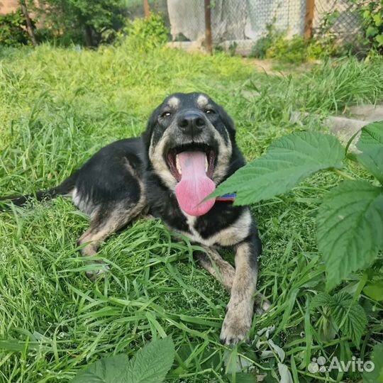 Ищет дом Азия