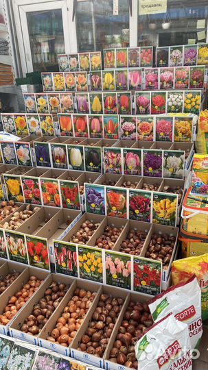 Луковичные растения