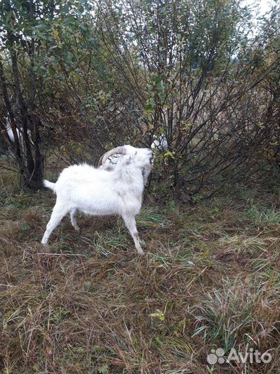 Дойные козы