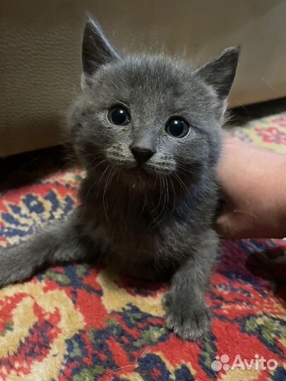 Котята от домашней кошки