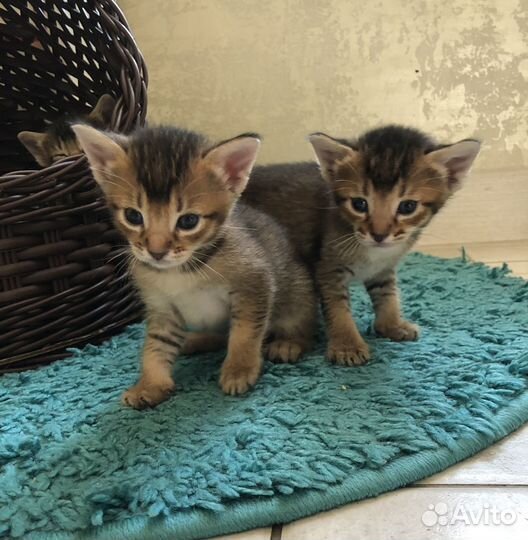 Абиссинская