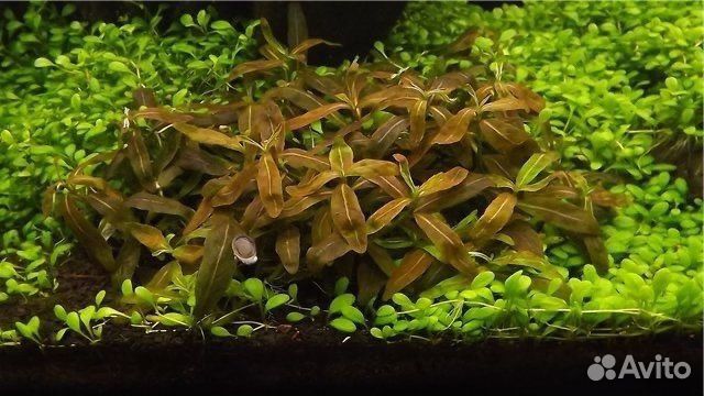Растения в аквариум