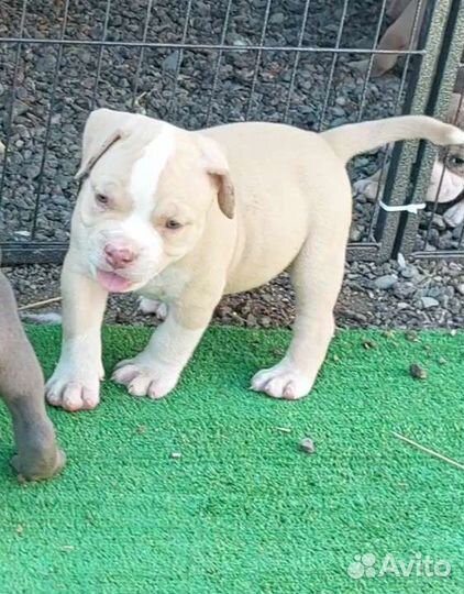 Американский булли