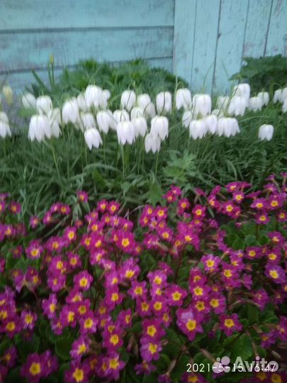 Примула многолетние цветы