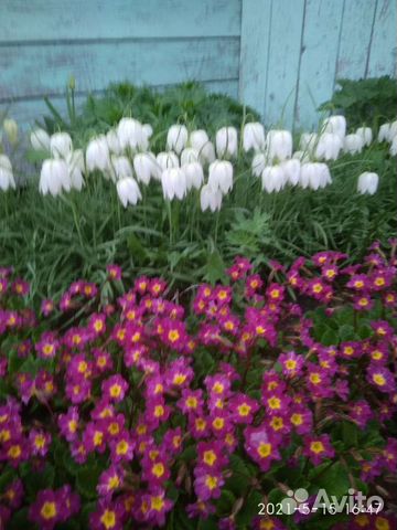 Примула многолетние цветы