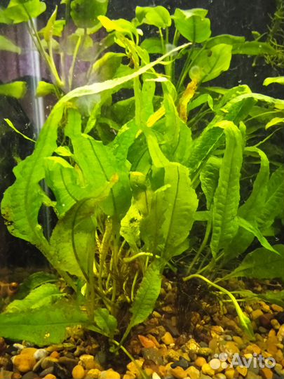 Папоротники и Анубиас