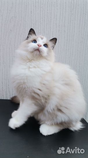 Котята Рэгдолл