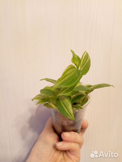 Традесканция желтый холм