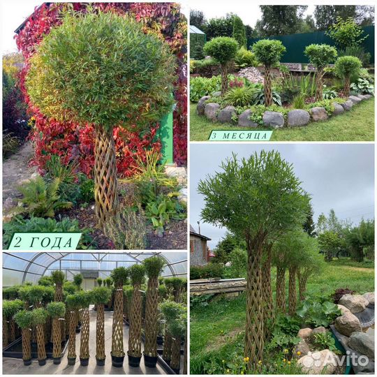 Плетёная ива / русская пальма/живая изгородь