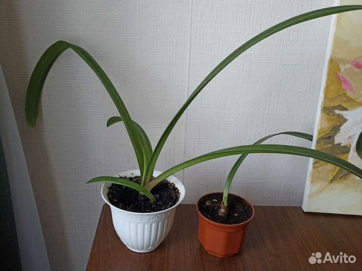 Гиппиаструм