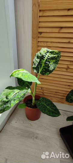 Диффенбахия рефлектор