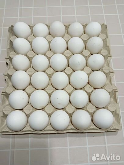 Яйцо куриное