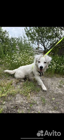 Собака
