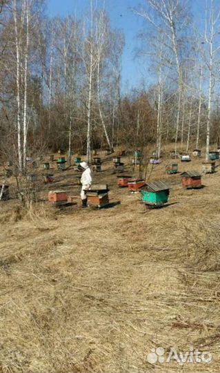Пчелы улья пасеку