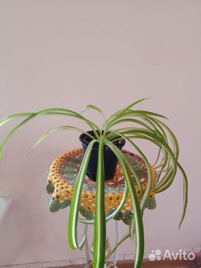 Фикус Бенджамина, хлорофитум кудрявый