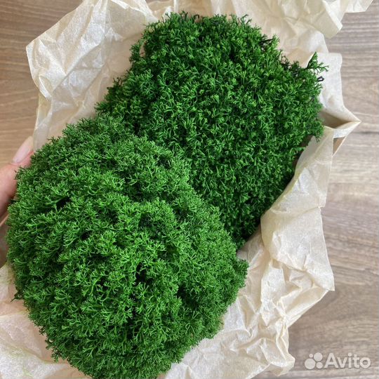 Стабилизированный мох