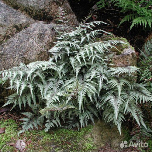 Многолетники окс, список в тексте, Саженцы