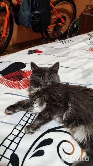 Котенок бесплатно